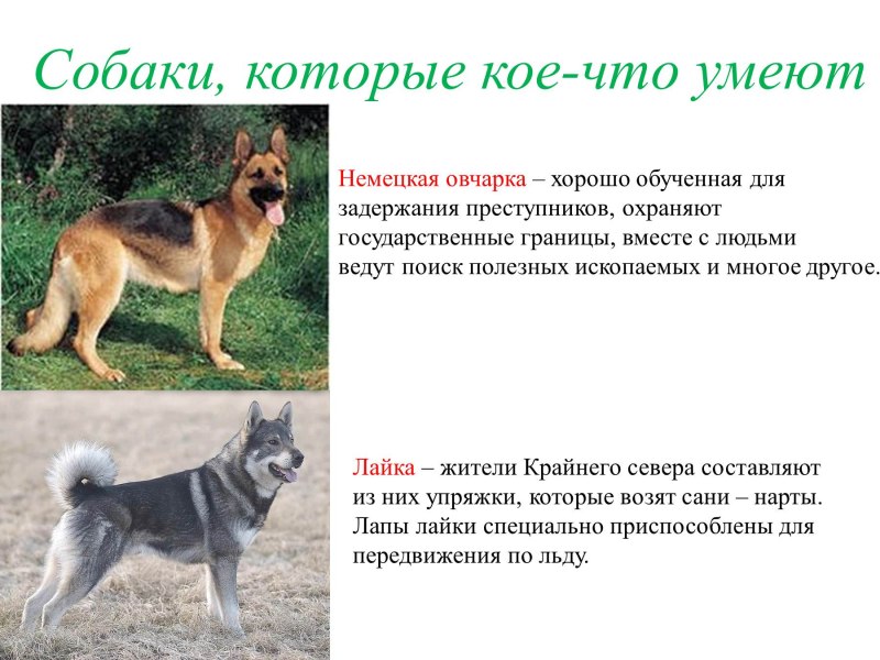 Рассказ о породе собак 2 класс окружающий мир немецкая овчарка