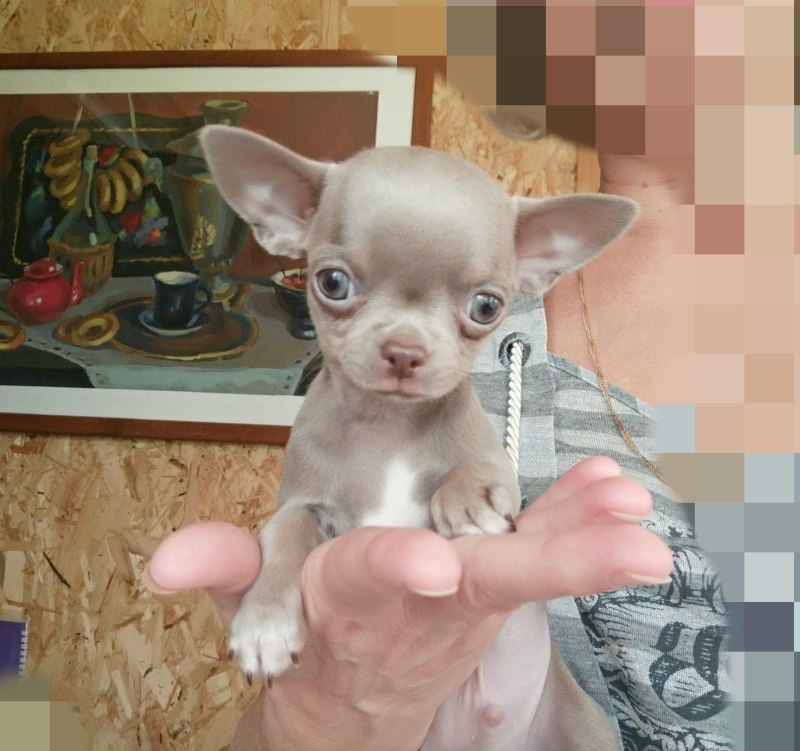 Лиловый чихуахуа