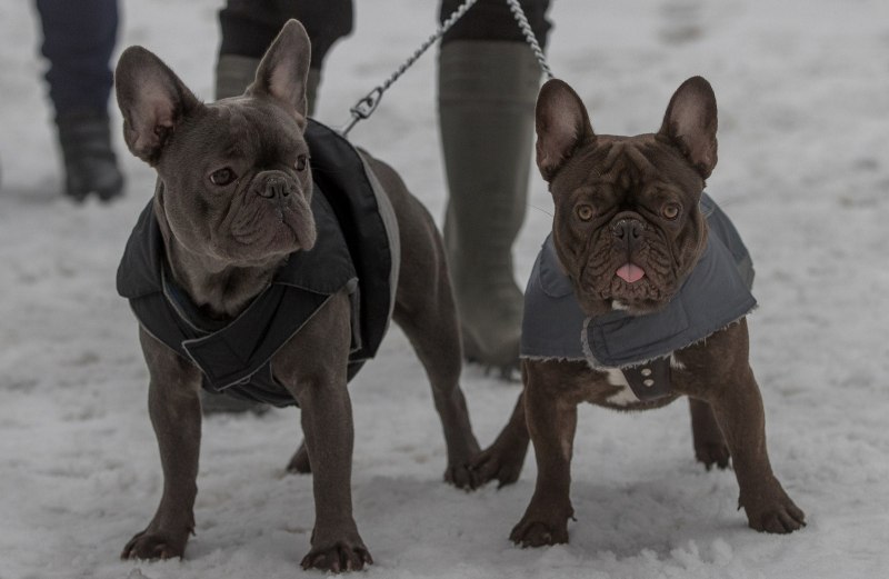 Kids French Bulldog питомник