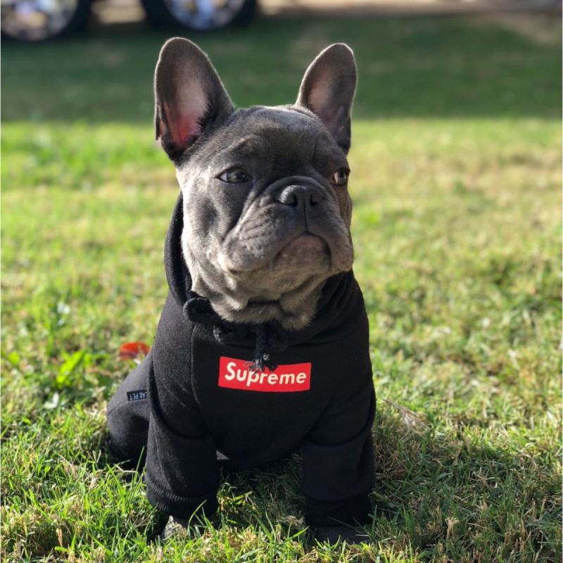 Одежда для собак Supreme