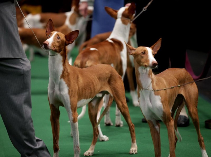 Ibizan Hound
