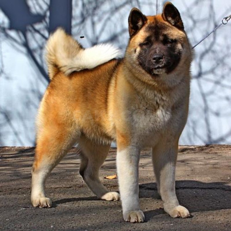 Американский Кито