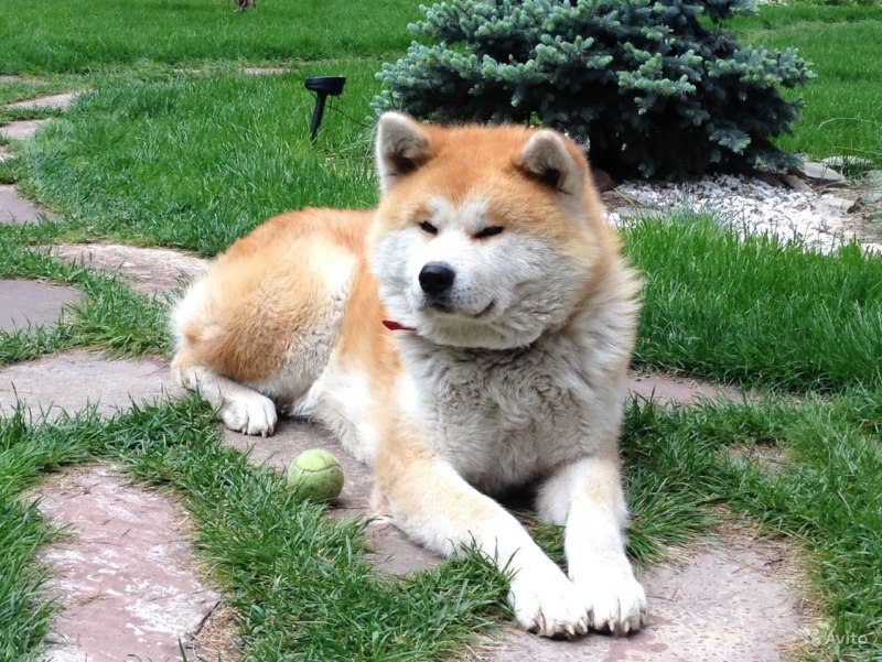 Dog Breeds Akita