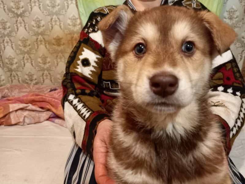 Щенки хаски в добрые руки