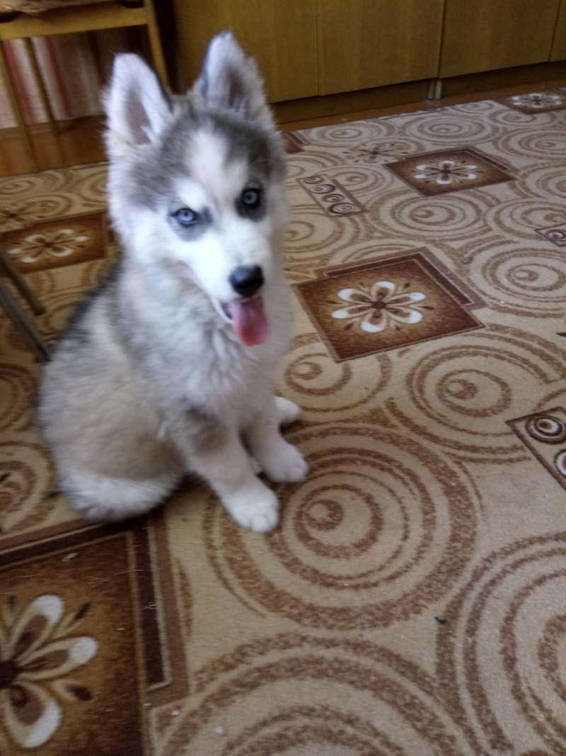 Щенки хаски