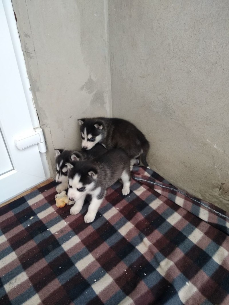 Сибирские хаски в добрые руки