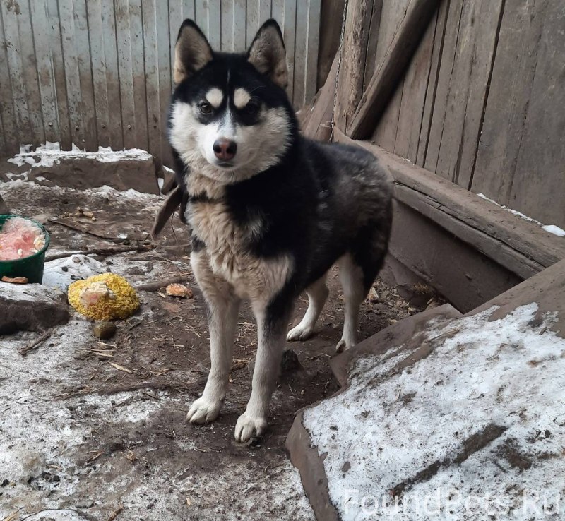 Отдам щенка хаски в хорошие руки бесплатно