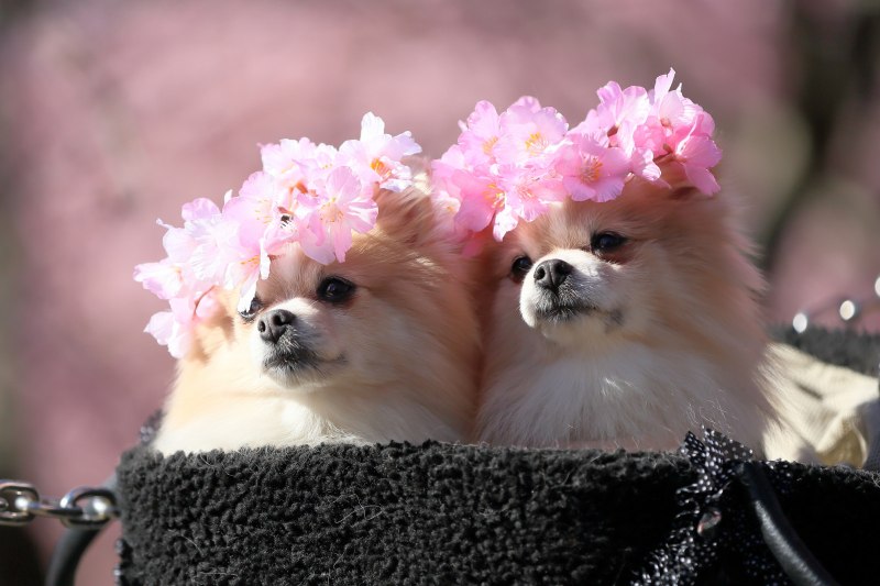 Шпиц шицу