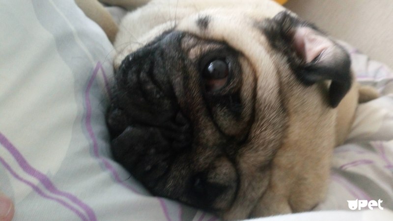 Dawg Мопс