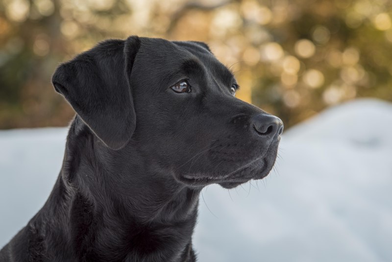 Black Lab фото