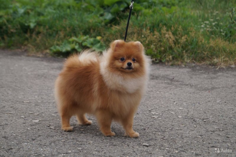 Немецкий шпиц