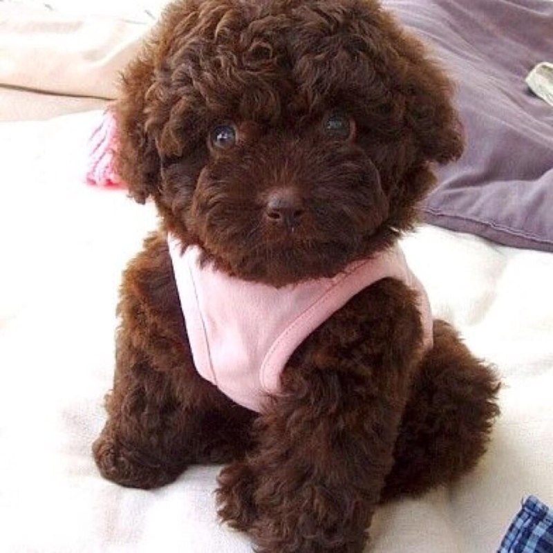Toy Poodle собака