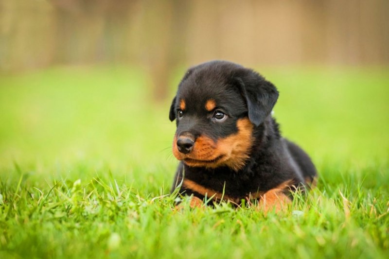 Ротвейлер Puppy