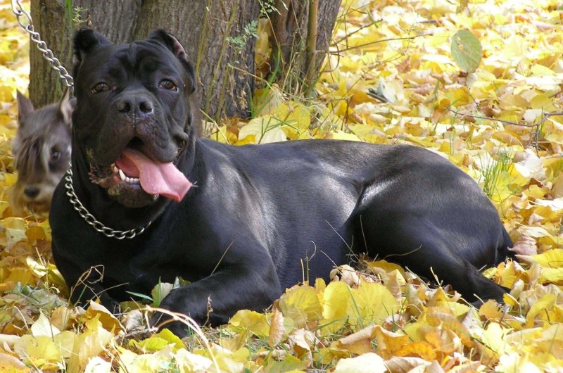 Итальянский мастиф Кане-Корсо