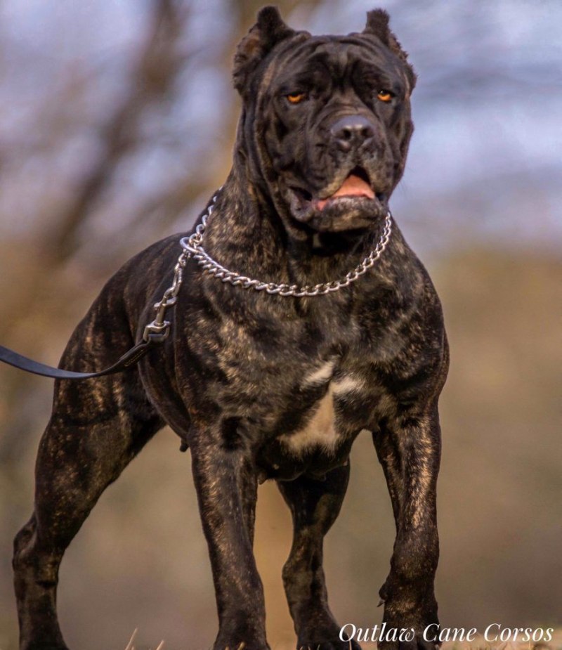 Кане Корсо (Cane Corso)