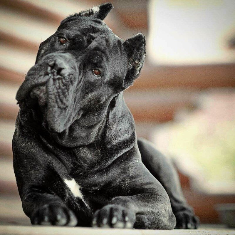 Кане Корсо (Cane Corso)