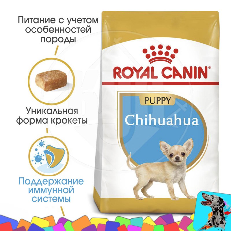 Чихуахуа и котенок