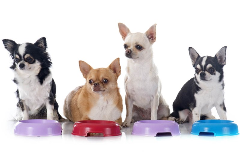 Чихуахуа Chihuahua блюдо