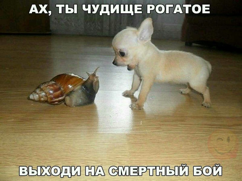 Померанский шпиц тефтелька