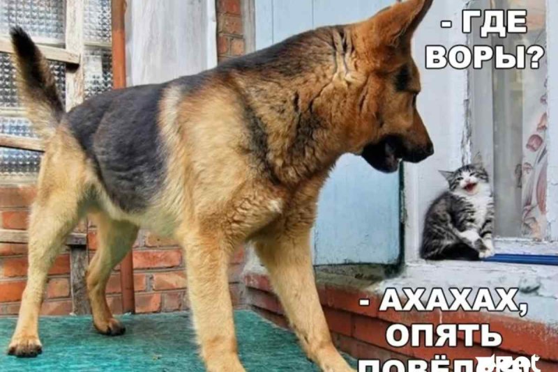 Дружба кошки и собаки