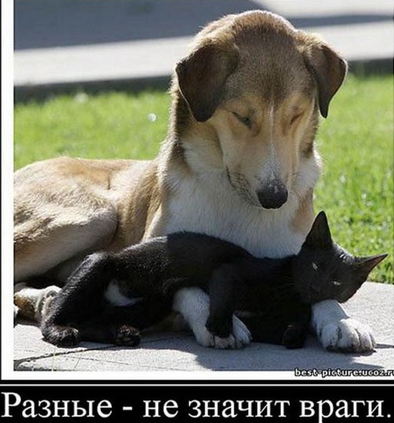 Щенок чихуахуа и улитка