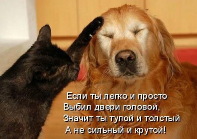 Собаки щенки милые