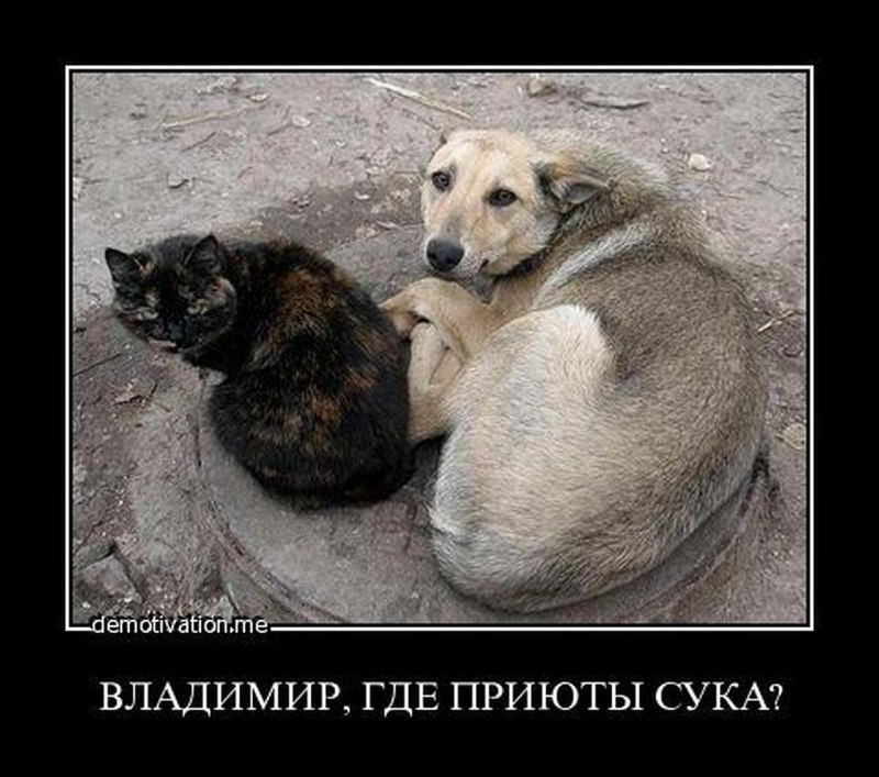 Очень много щенков