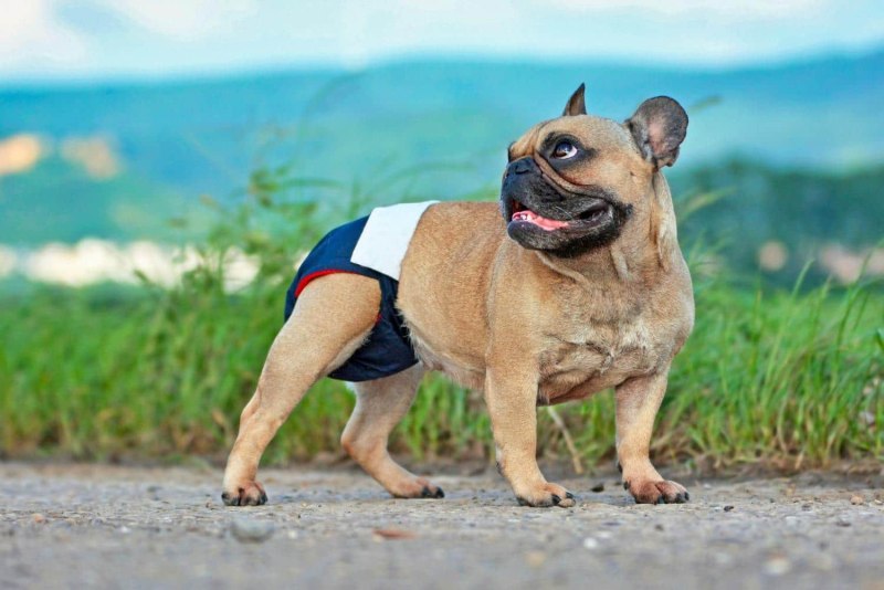 Dog Top view