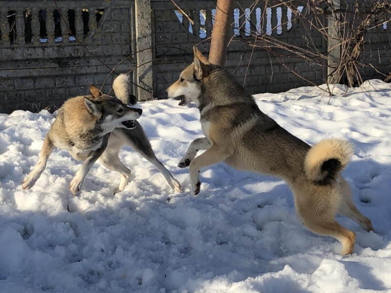 Лайка соболятница