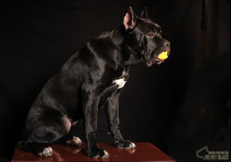 Baxter Limb Brain Кане Корсо