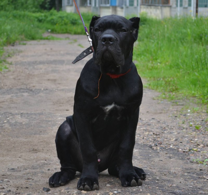 Cane Corso mouth