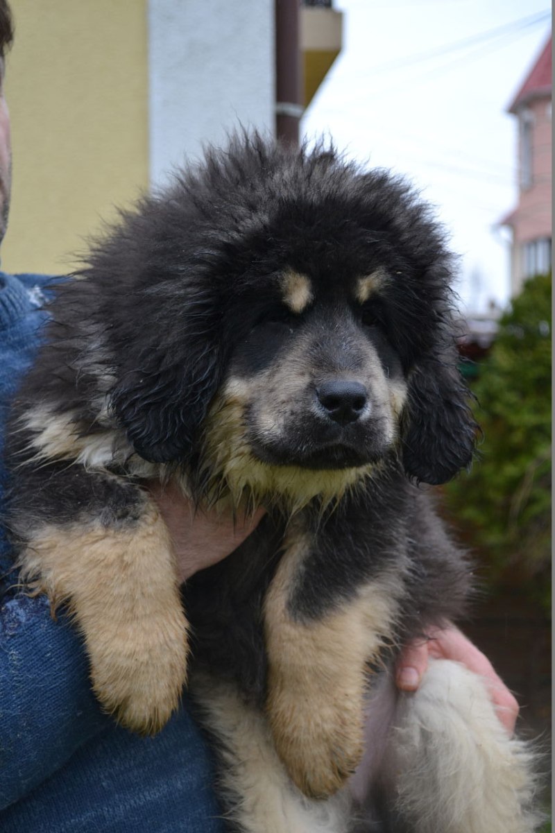 Тибетский мастиф