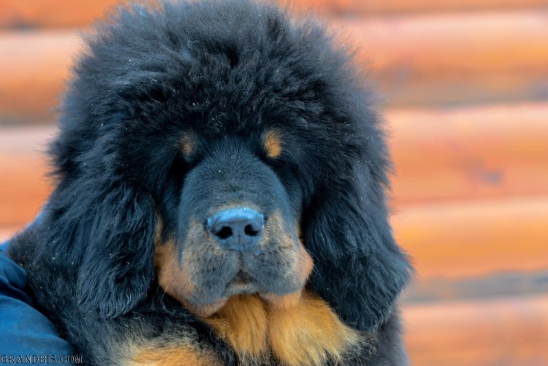 Тибетский мастиф с алабаем