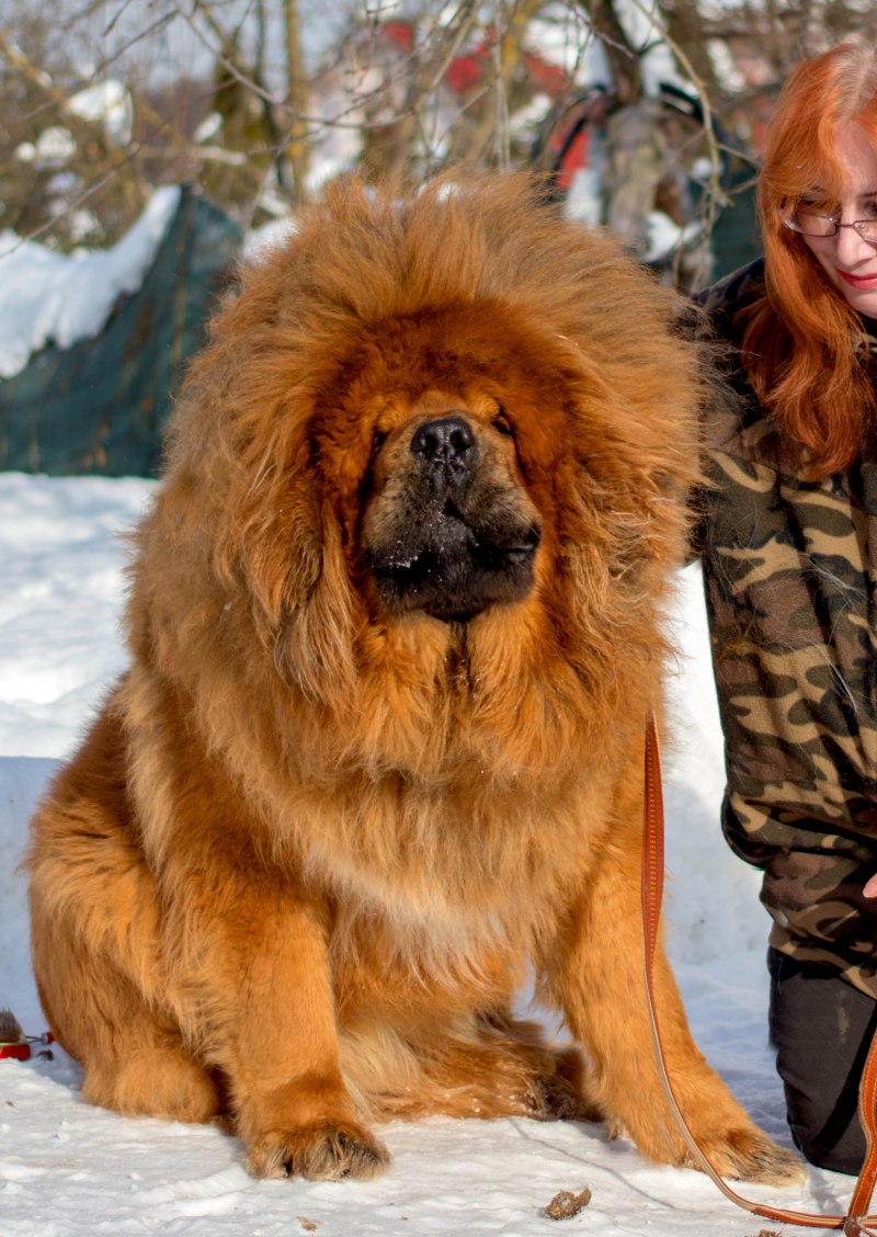 Тибетский мастиф