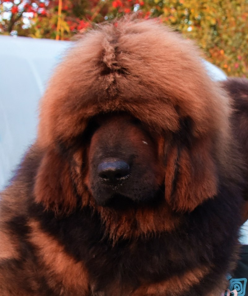 Тибетский мастиф