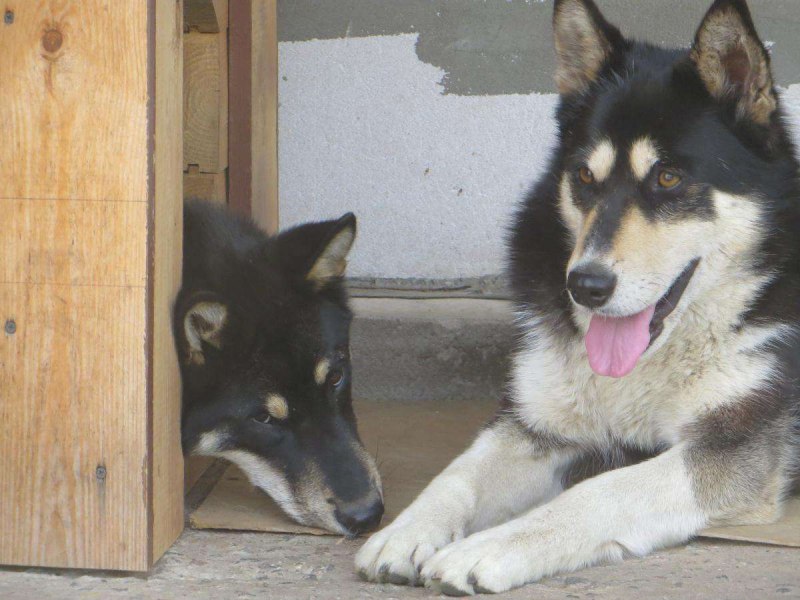 Кот Лео Тузик и Тунгус