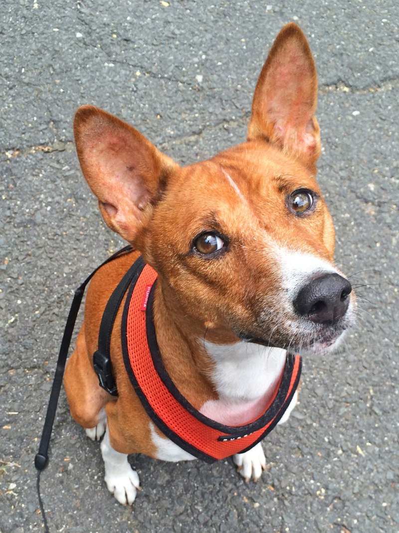 Basenji собака