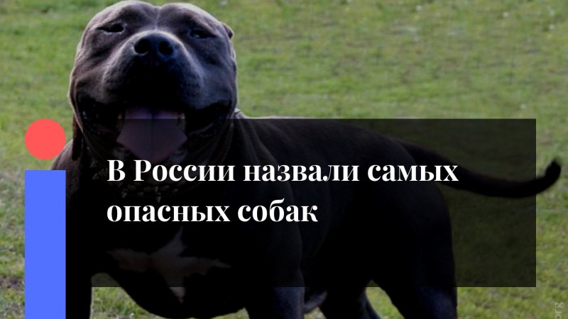 Перечень опасных пород собак утвержденный правительством РФ