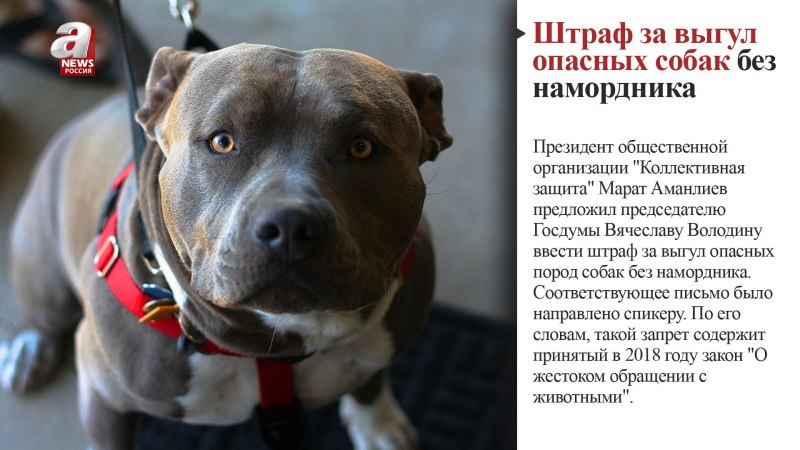 Питбуль Тайсон