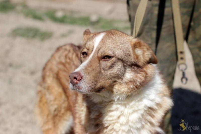 Метис кошки и собаки