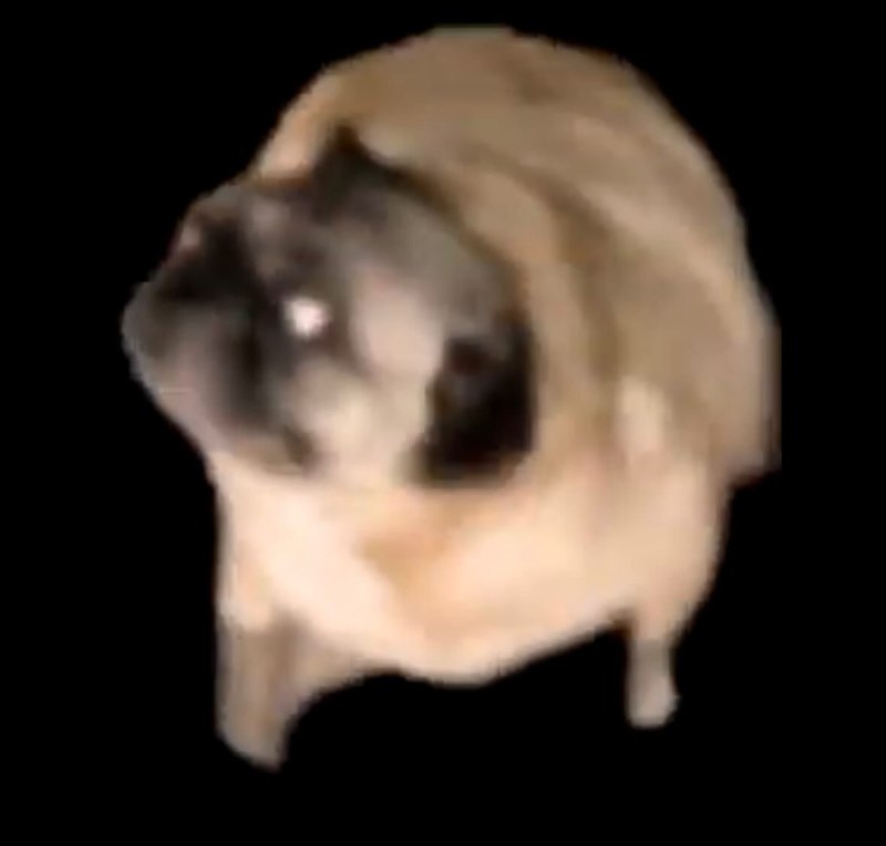 Мопс флексит gif