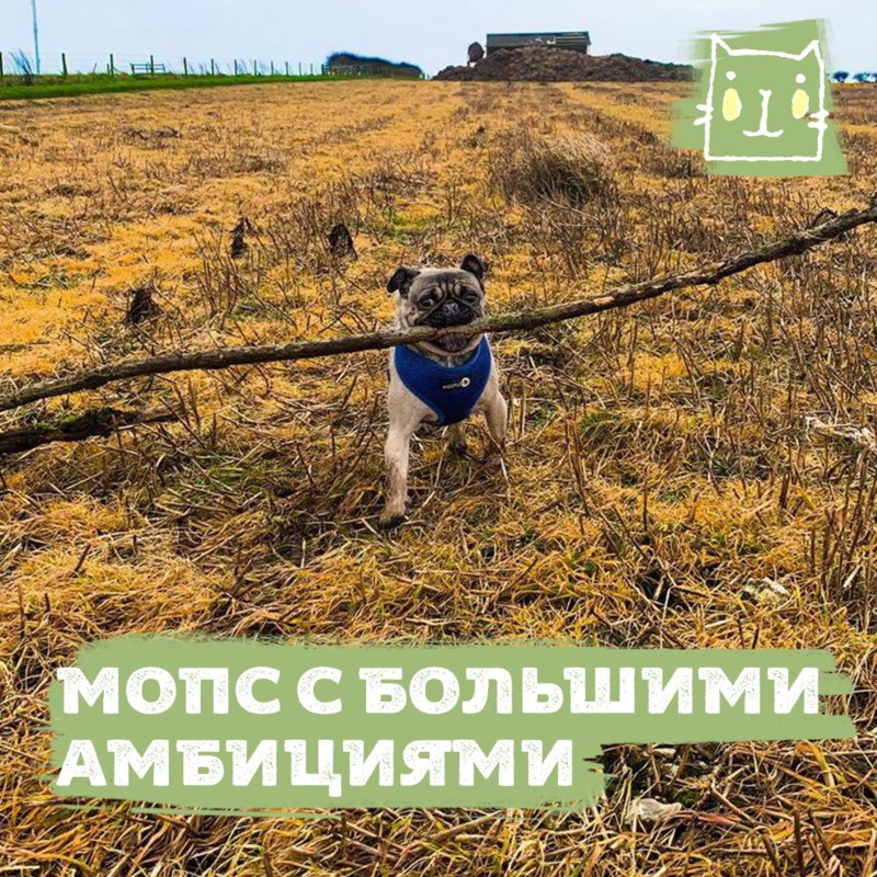 Опустился хвост у МОПСА