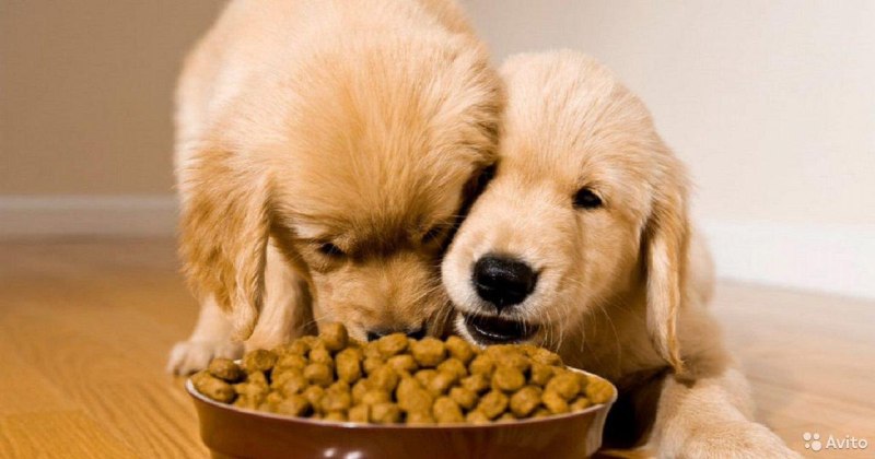 Собака кушает корм