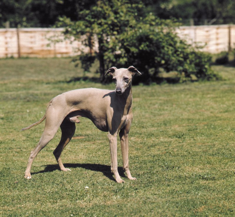 Polish Greyhound