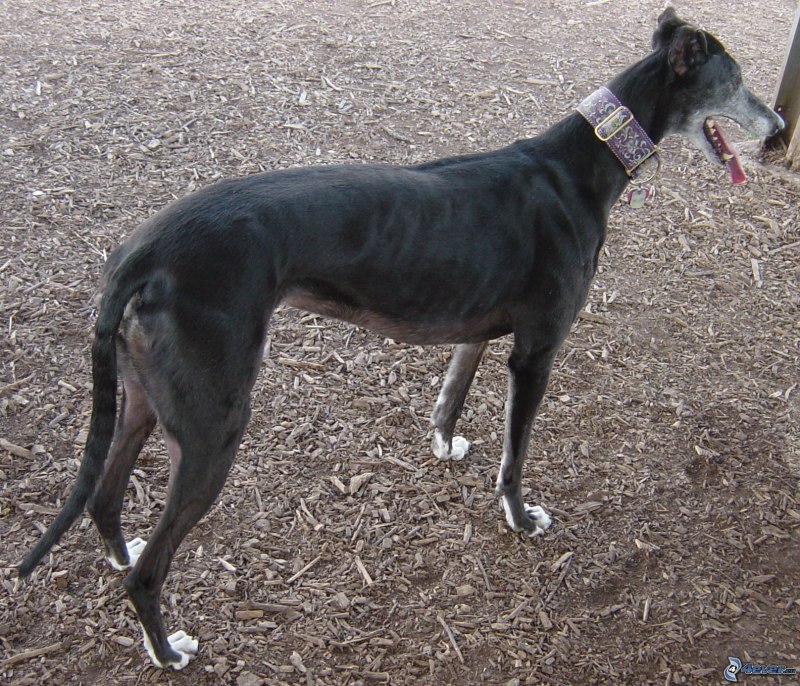 Greyhound Флорида