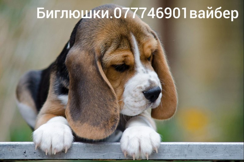 Бигль колор