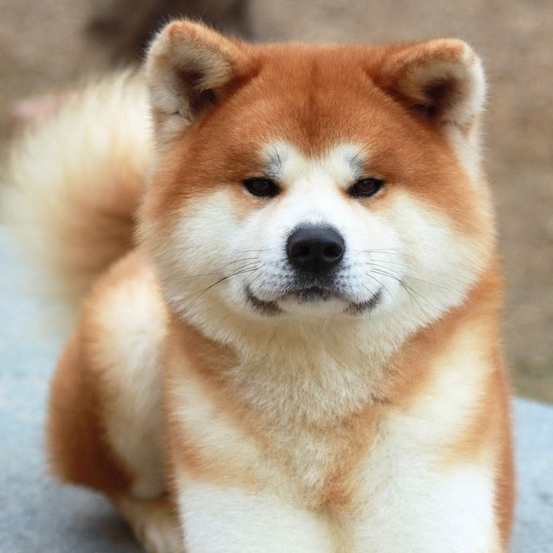 Рюкю ину собака