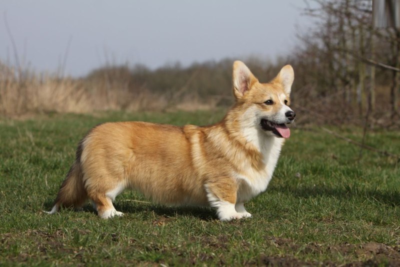Собака с большими ушами и короткими лапами