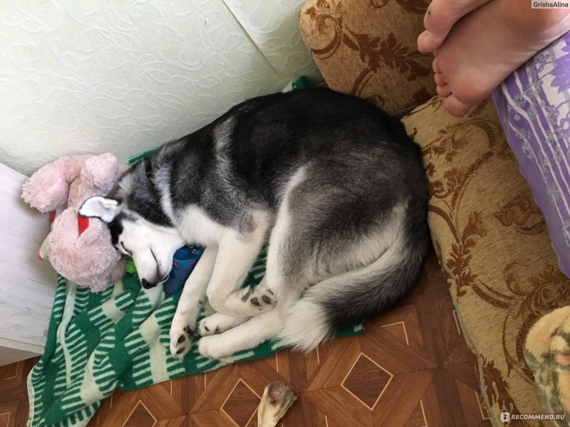 Хаски кормит котят