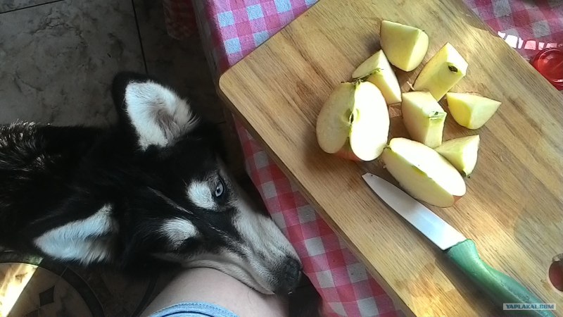 Кормящая собака хаски худая